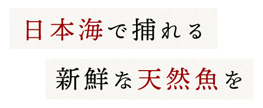 日本海で取れる